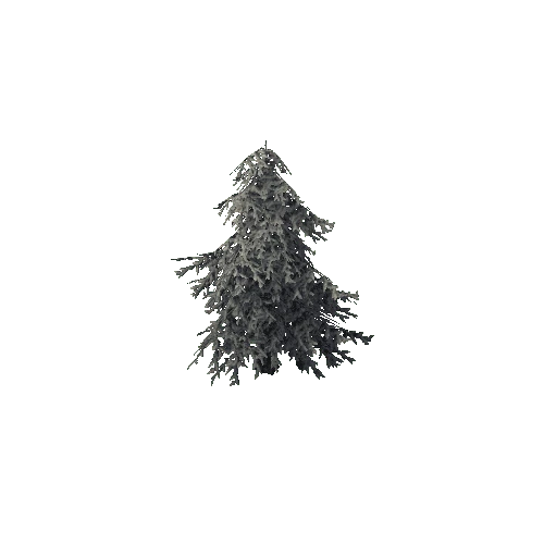 Tree Conifer 5